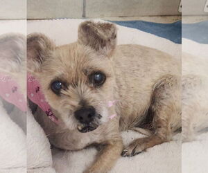 Cairn Terrier-Unknown Mix Dogs for adoption in Oakland Park, FL, USA