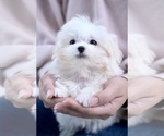 Small Photo #1 Maltese Puppy For Sale in LONG ISLAND CITY, NY, USA
