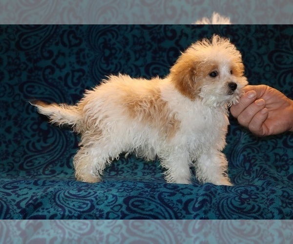 Medium Photo #14 Goldendoodle (Miniature) Puppy For Sale in DYERSBURG, TN, USA