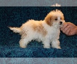 Small #13 Goldendoodle (Miniature)