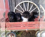 Small Photo #4 Labradoodle-Poodle (Standard) Mix Puppy For Sale in VERGENNES, IL, USA
