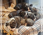 Small Photo #7 Faux Frenchbo Bulldog Puppy For Sale in FT MYERS, FL, USA