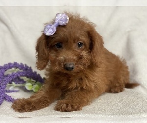 Miniature Labradoodle Puppy for Sale in EAST EARL, Pennsylvania USA