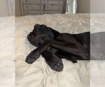 Small #3 Labrador Retriever Mix