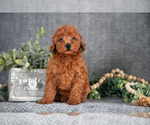 Small #1 Poodle (Miniature)