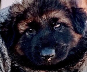 King Shepherd Puppy for sale in YUCCA VALLEY, CA, USA