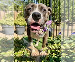 Small #3 Bullboxer Pit