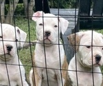 Puppy Lola American Bulldog
