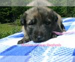 Small #1 German Shepherd Dog