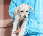 Small Miniature Schnauzer Mix