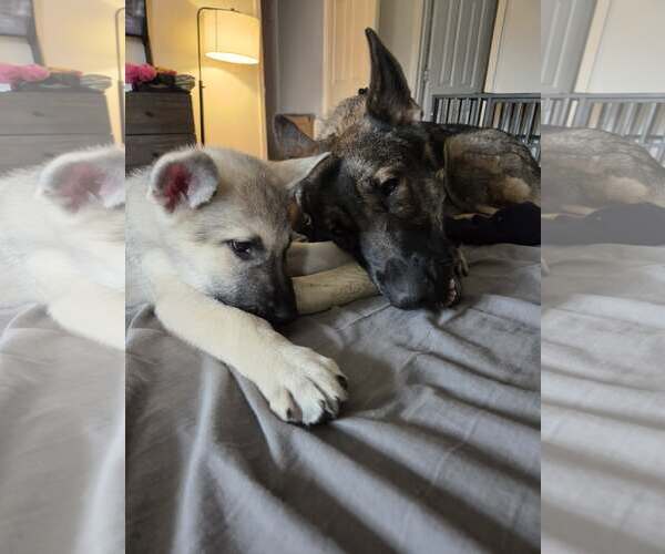 Medium Photo #4 German Shepherd Dog Puppy For Sale in La Grange , NC, USA