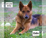 Small #6 Australian Kelpie-German Shepherd Dog Mix