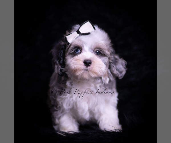 Medium Photo #14 Maltipoo (Miniature) Puppy For Sale in WARSAW, IN, USA