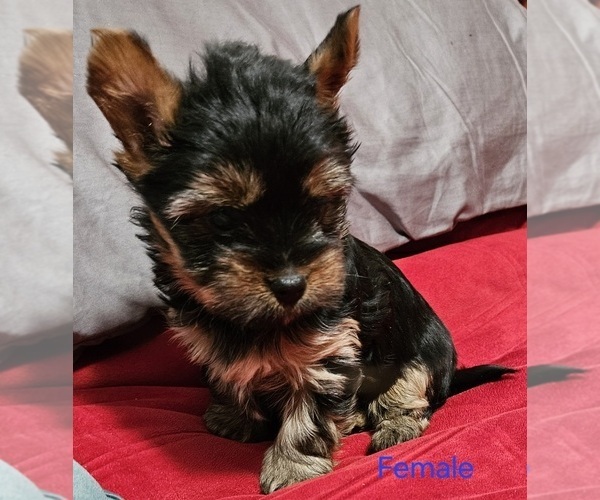 Medium Photo #3 Yorkshire Terrier Puppy For Sale in CONKLIN, NY, USA