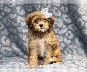 Poodle (Miniature)-Shorkie Tzu Mix Puppy for sale in LAKELAND, FL, USA