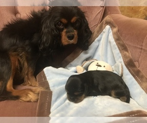 Mother of the Cavalier King Charles Spaniel puppies born on 11/08/2021