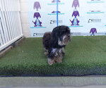 Small Shih Tzu Mix