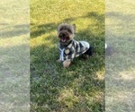 Puppy Woody Yorkshire Terrier