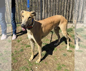 Greyhound Dogs for adoption in Cherry Hill, NJ, USA