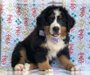 Bernese Mountain Dog Puppy for sale in HONEY BROOK, PA, USA