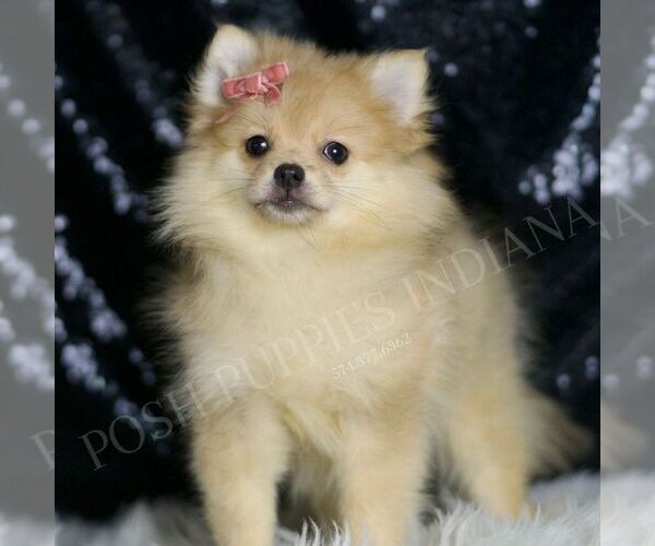 Medium Photo #4 Pomeranian Puppy For Sale in WARSAW, IN, USA