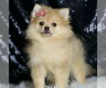 Small #3 Pomeranian