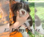 Puppy 5 Australian Shepherd