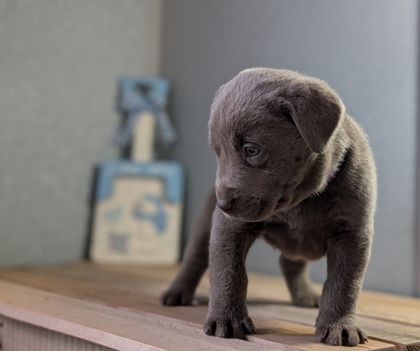 Medium Photo #16 Labrador Retriever Puppy For Sale in GOSHEN, IN, USA