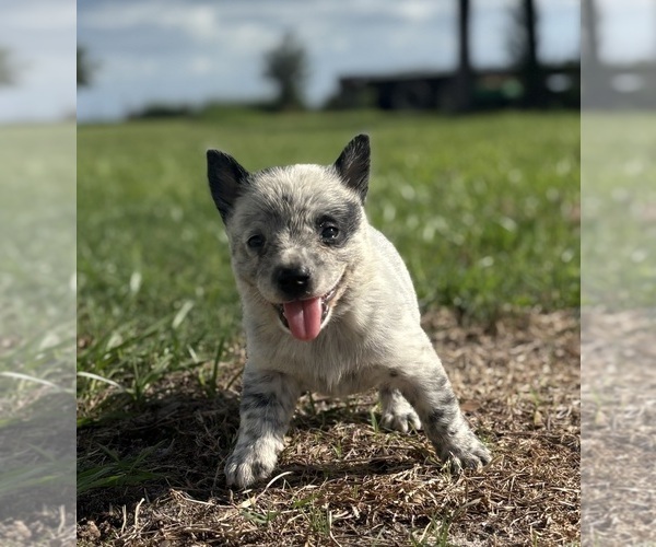 Medium Photo #4 Australian Cattle Dog Puppy For Sale in ZOLFO SPRINGS, FL, USA