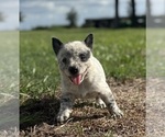 Small #3 Australian Cattle Dog