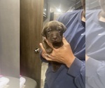Puppy Mr Gray Labrador Retriever