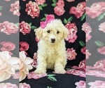 Small Photo #6 Bichpoo Puppy For Sale in WILLOW STREET, PA, USA