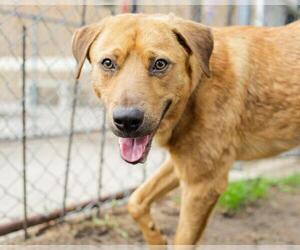 Labrador Retriever-Unknown Mix Dogs for adoption in Tulsa, OK, USA