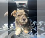 Small #5 Border Terrier Mix