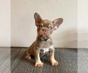 French Bulldog Puppy for sale in CHARLOTTE, NC, USA