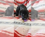 Small Photo #81 Labrador Retriever Puppy For Sale in MERIDEN, KS, USA