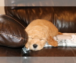 Small Photo #10 Goldendoodle Puppy For Sale in BRIGHTON, MO, USA