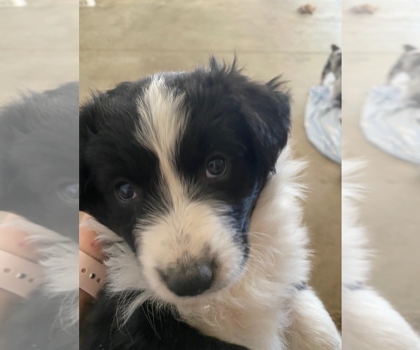 Medium Photo #4 Border-Aussie Puppy For Sale in PUEBLO, CO, USA