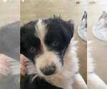 Small Photo #4 Border-Aussie Puppy For Sale in PUEBLO, CO, USA