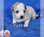 Puppy Fluff Poodle (Miniature)