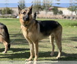 Small #2 German Shepherd Dog