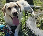 Small Photo #7 Labrador Retriever Puppy For Sale in SEATTLE, WA, USA