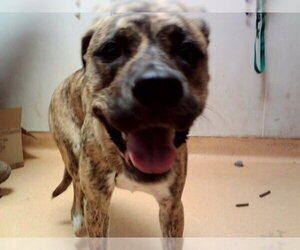 Mutt Dogs for adoption in Martinez, CA, USA