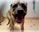 GUPPY - Female Mutt Dog for Adoption - Small photo