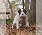 Small Photo #1 Boxer Puppy For Sale in WARSAW, IN, USA