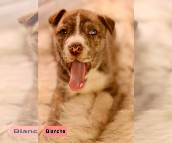 Medium Photo #1 Bulldog-Unknown Mix Puppy For Sale in Duluth, MN, USA