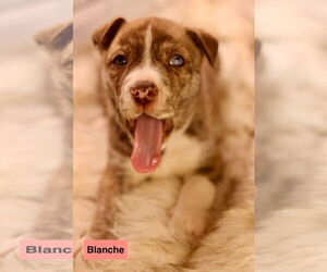 Bulldog-Unknown Mix Dogs for adoption in Duluth, MN, USA