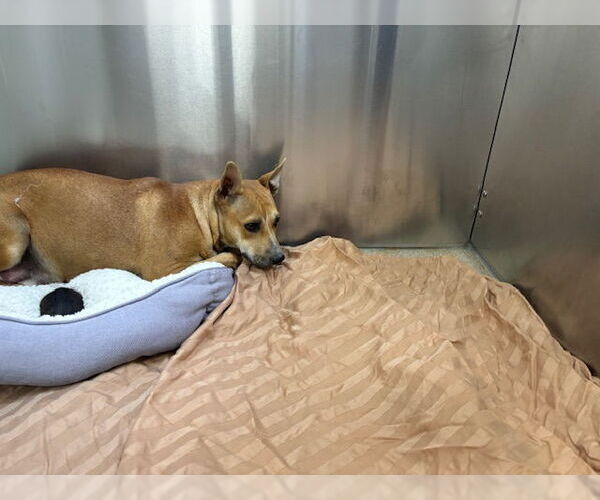 Medium Photo #1 Carolina Dog-Unknown Mix Puppy For Sale in Grand Prairie, TX, USA