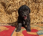 Puppy Heath Poodle (Toy)