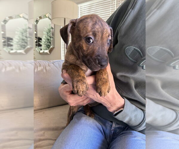 Medium Photo #3 Boxer-Unknown Mix Puppy For Sale in Dana Point, CA, USA